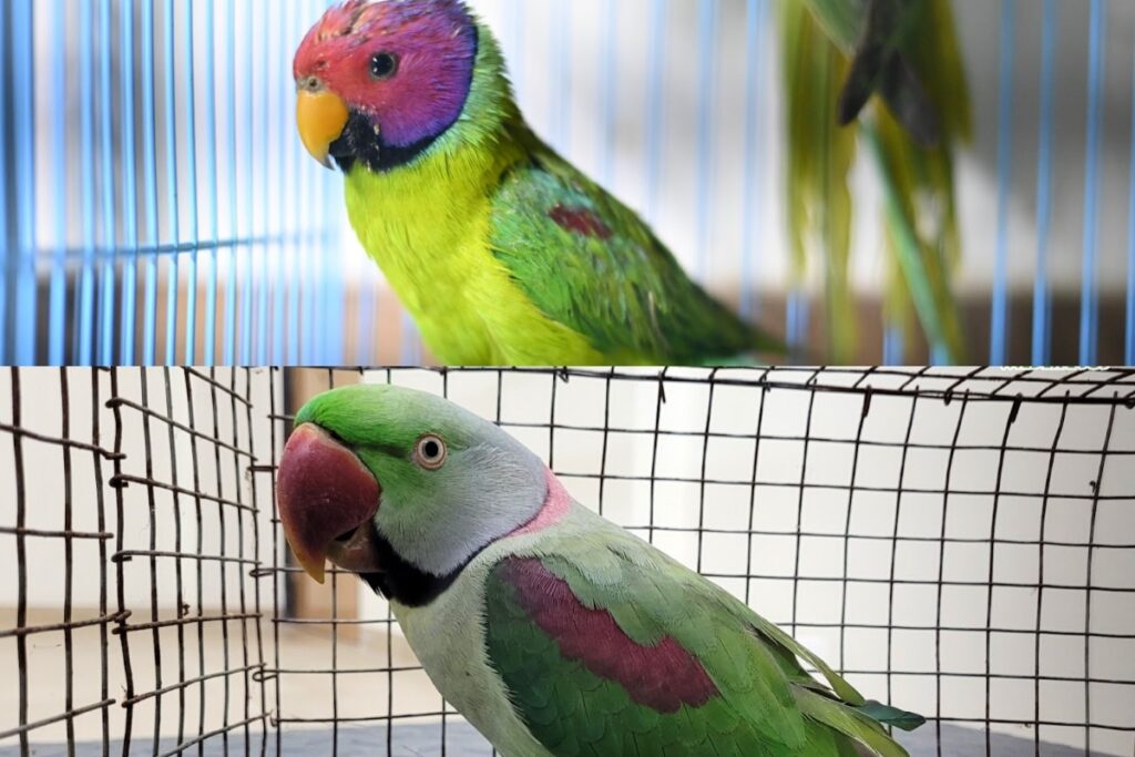 QT parrots