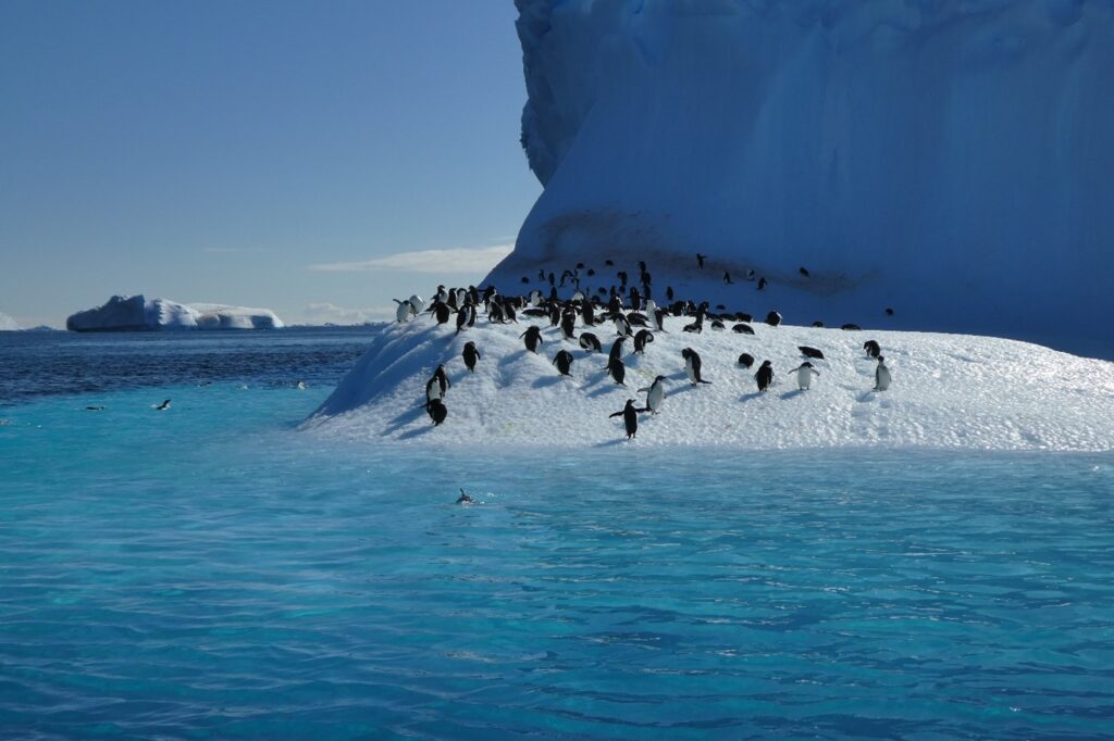 Antarctica Penguins JAO