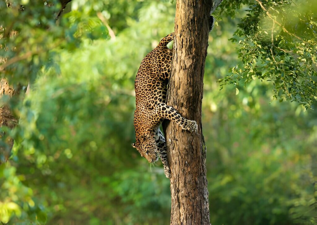 How to See Leopards in Sri Lanka in the Wild