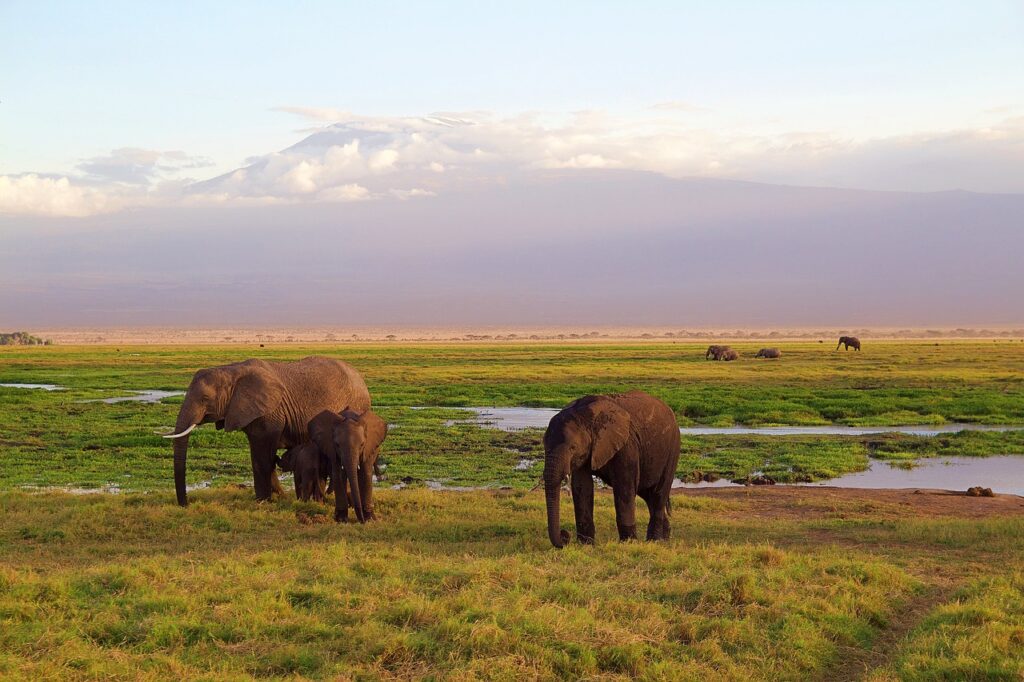 Kenya safari elephants