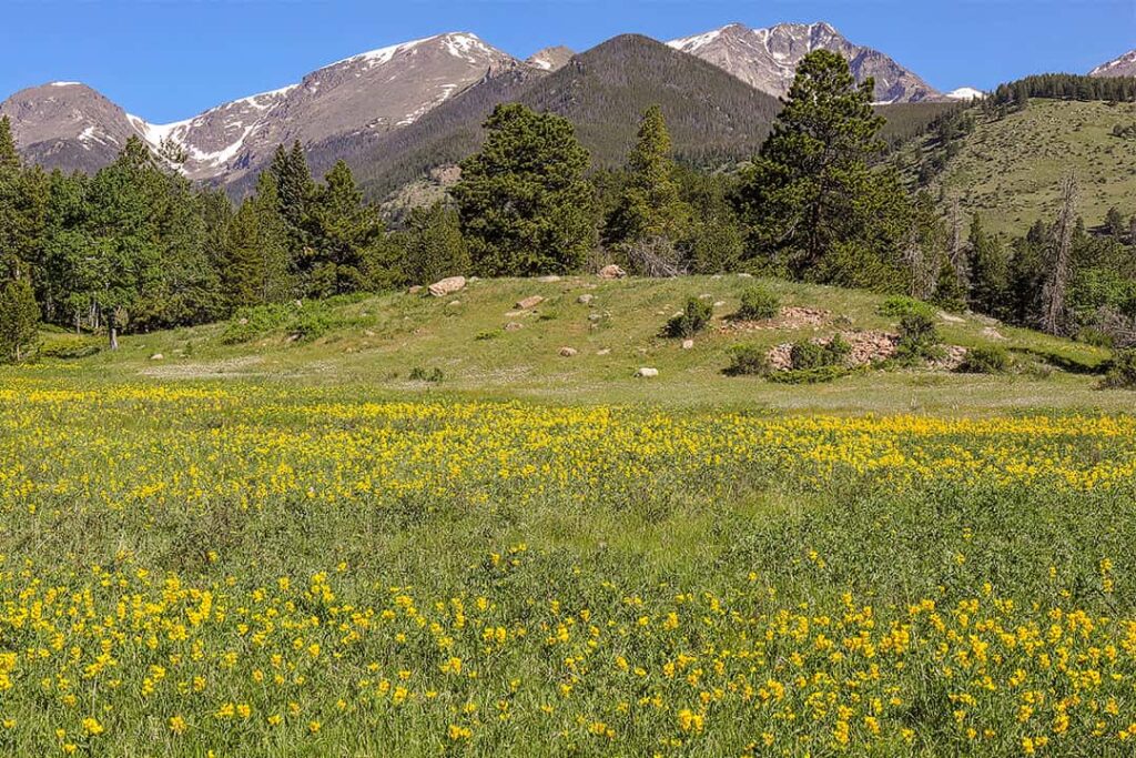 rocky mountain wildflowers